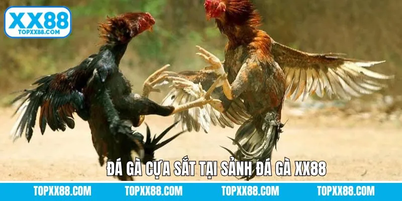 Chọi kê cựa sắt – Tốc độ nhanh, kịch tính từng giây